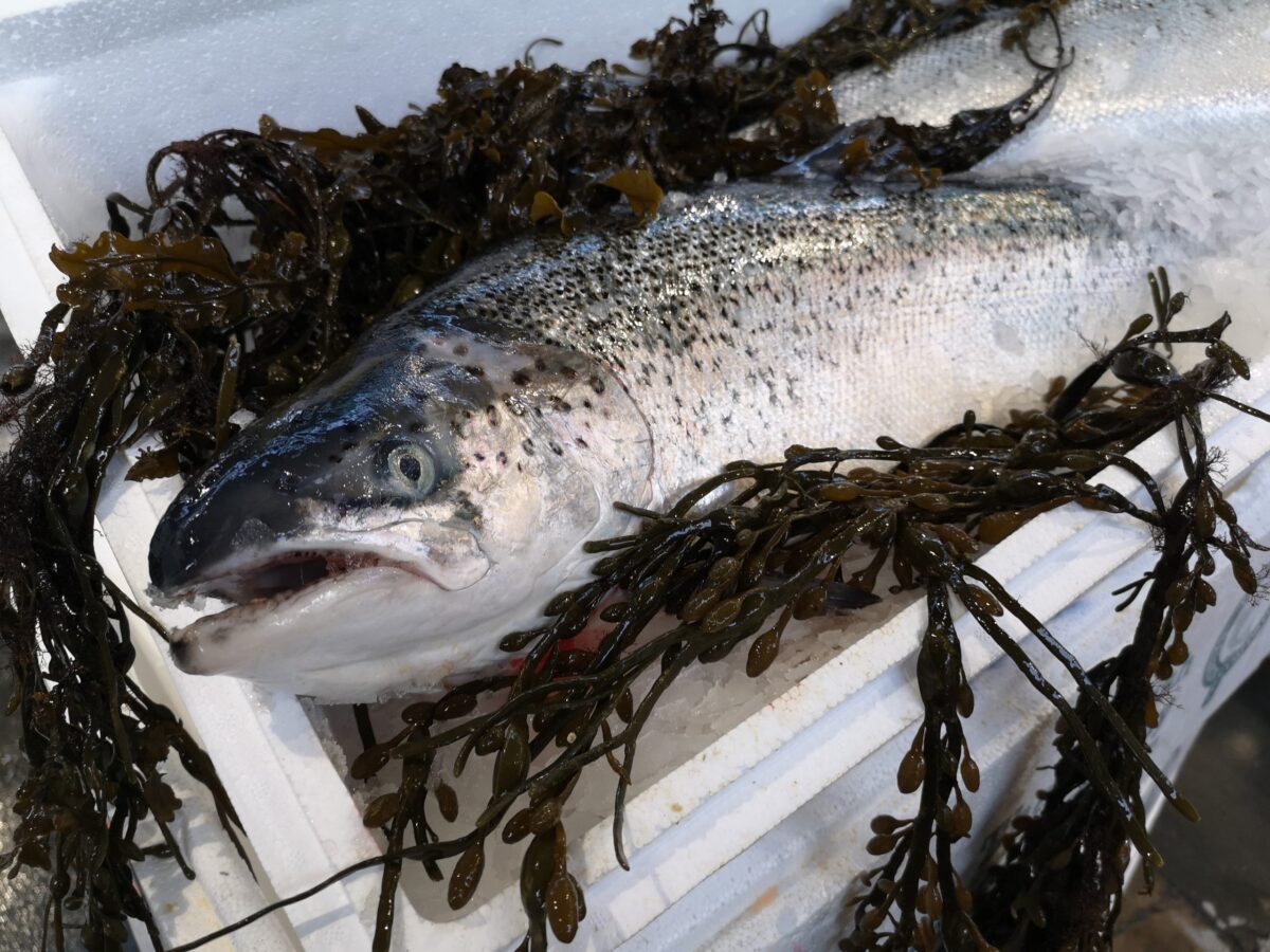 SSPO Scottish Salmon for export