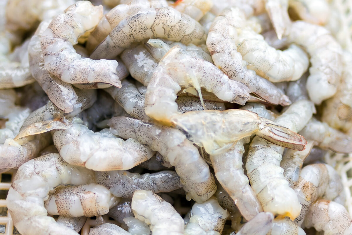 Pacific whiteleg shrimp (Vannamei)