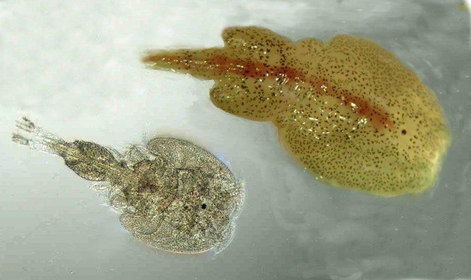 Magnified image of two sea lice