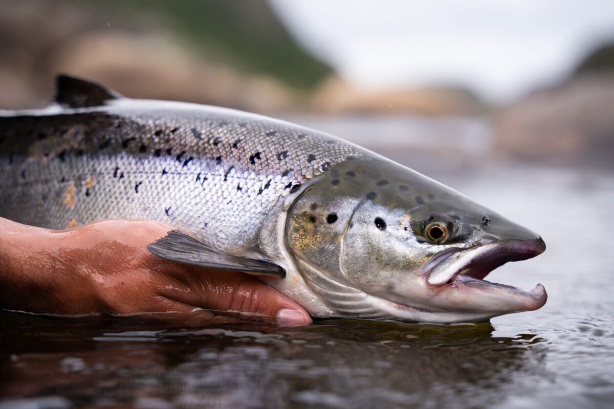 A,Fisherman,Releases,Wild,Atlantic,Silver,Salmon,Into,The,Cold