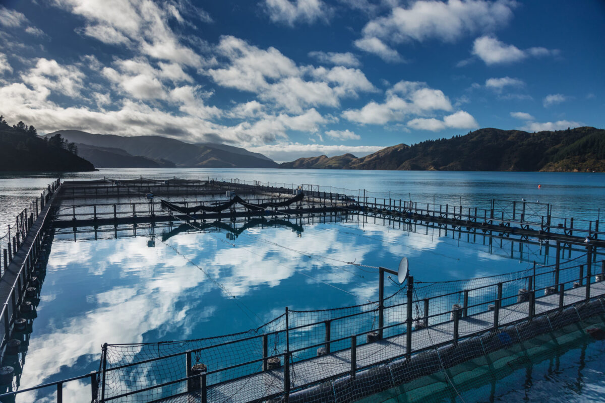 Sea cages, New Zealand King Salmon