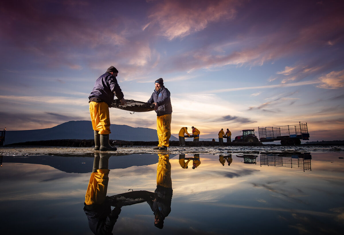 two men at low tide, oyster farm