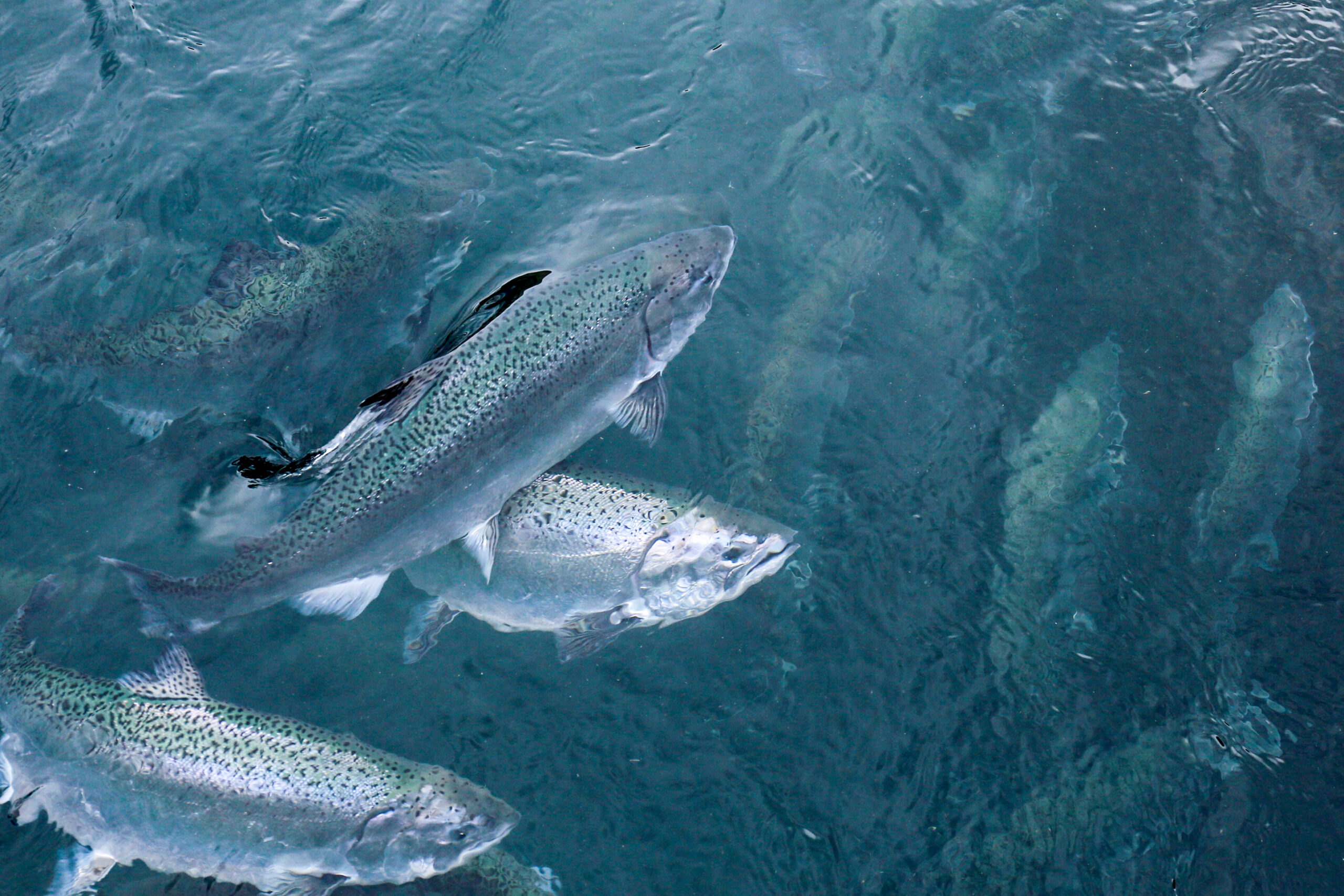 salmon swimming in water