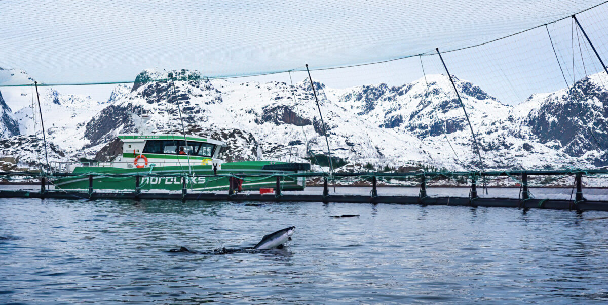 fish farm pen with leaping salmon, mountains in background