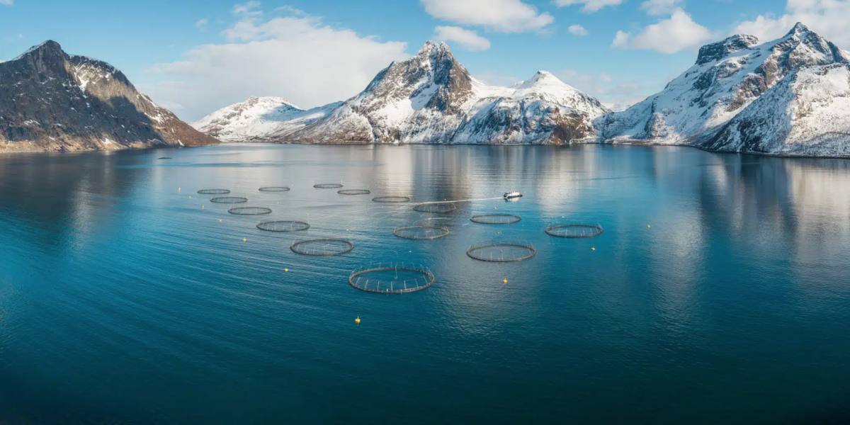 SalMar farm, Mefjord, northern Norway