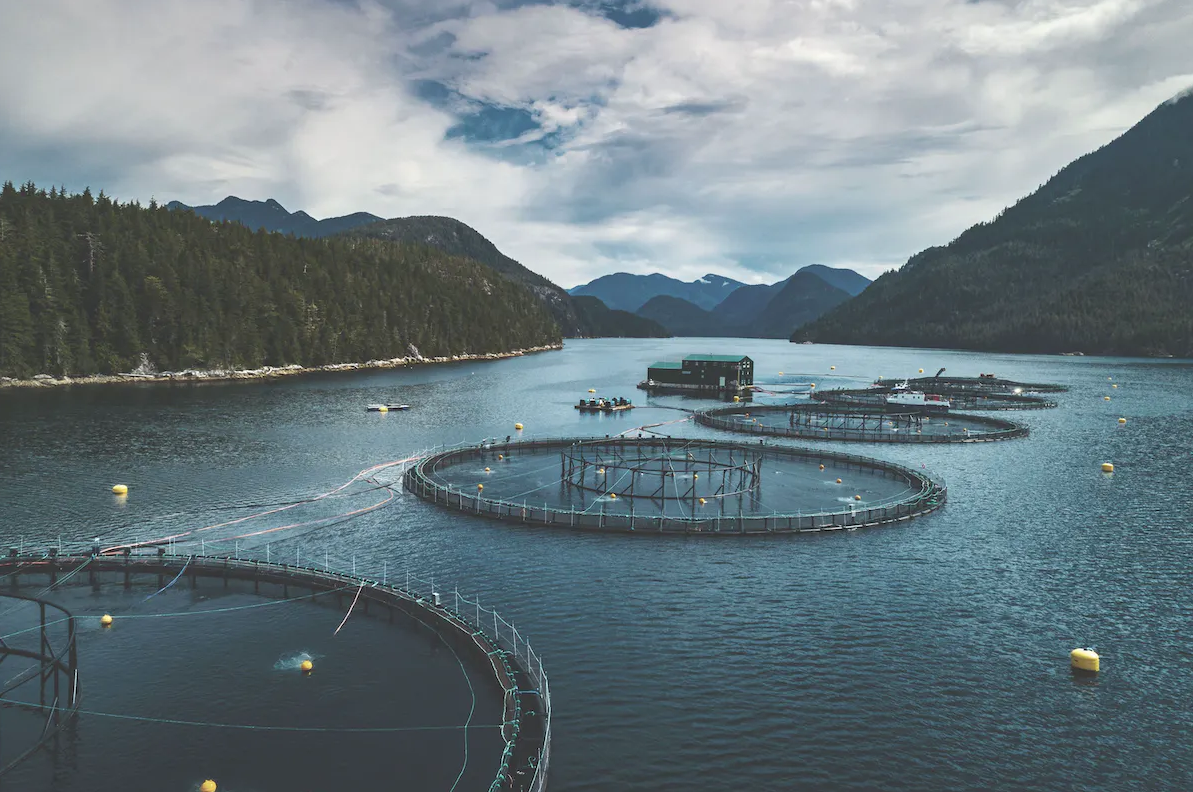 Grieg Seafood salmon pens British Columbia