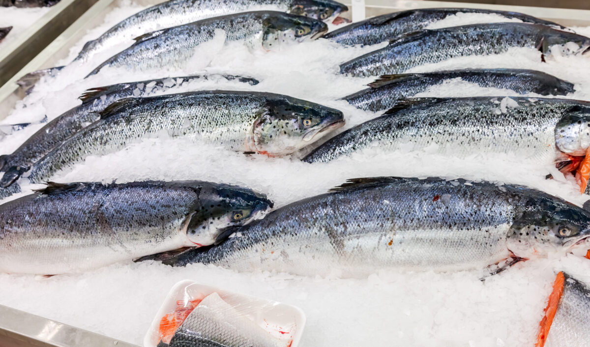 Salmon prices at record lows – but the worst may be over