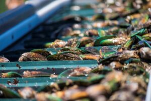 Greenshell mussels