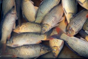 Carp in a market