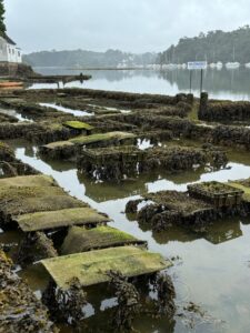 Brittany oyster farm