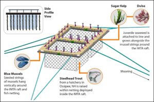 Combined mussel and seaweed farm, graphic