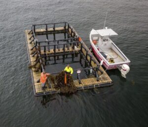 Combined mussel and seaweed farm at sea