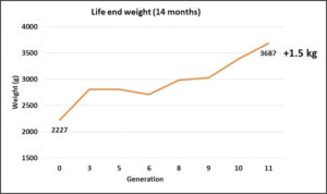 Power of genetics results showing the effect of the male parent from different generations