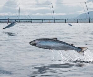 salmon jumping