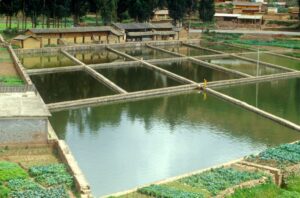 Aquaculture fish ponds in Kunming, People’s Republic of China