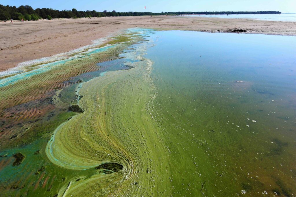 Green algae scum washed up on beach