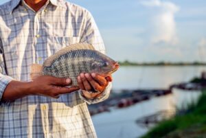 Farmers with tilapia