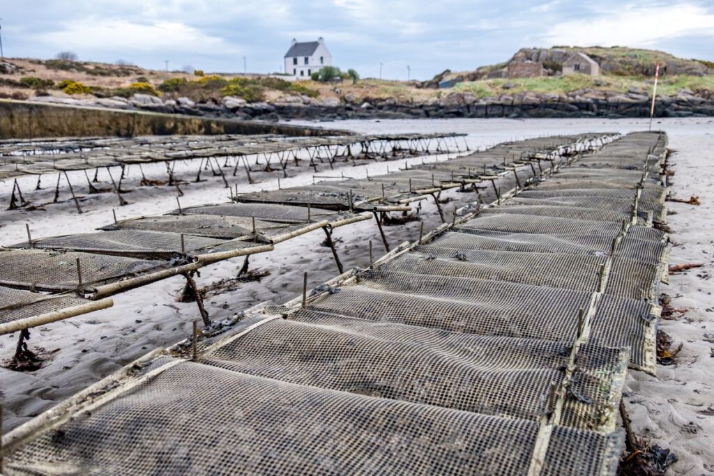 Oyster farm Donegal