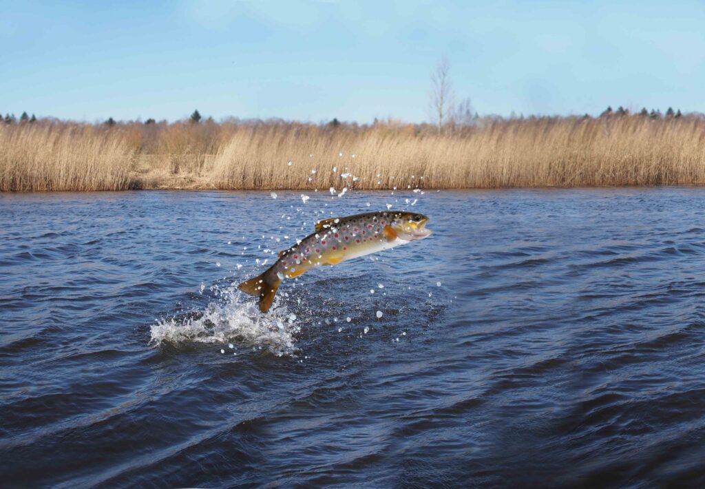 Salmon jumping out from water on river background