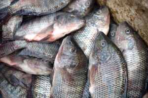 Tilapia are among the most widely farmed fish, worldwide