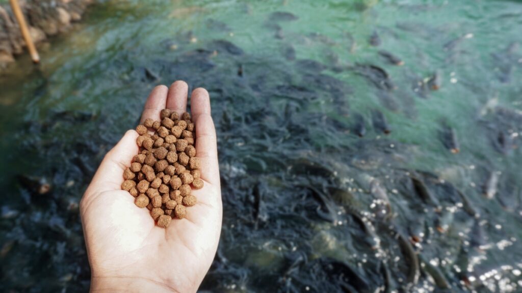 Feeding fish