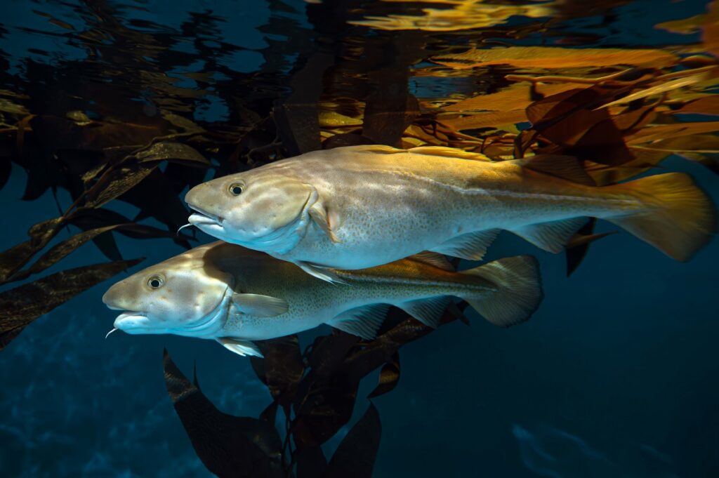 Atlantic cod