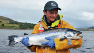 Employee holding Wester Ross salmon 