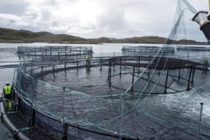 Bakkafrost Scotland’s Loch Roag salmon farm on Lewis, during Ian Murray and Torcuil Crichton’s visit last year