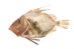 John Dory