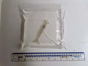 White leg shrimp larvae being measured