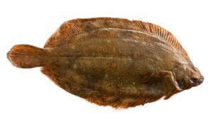 Witch flounder