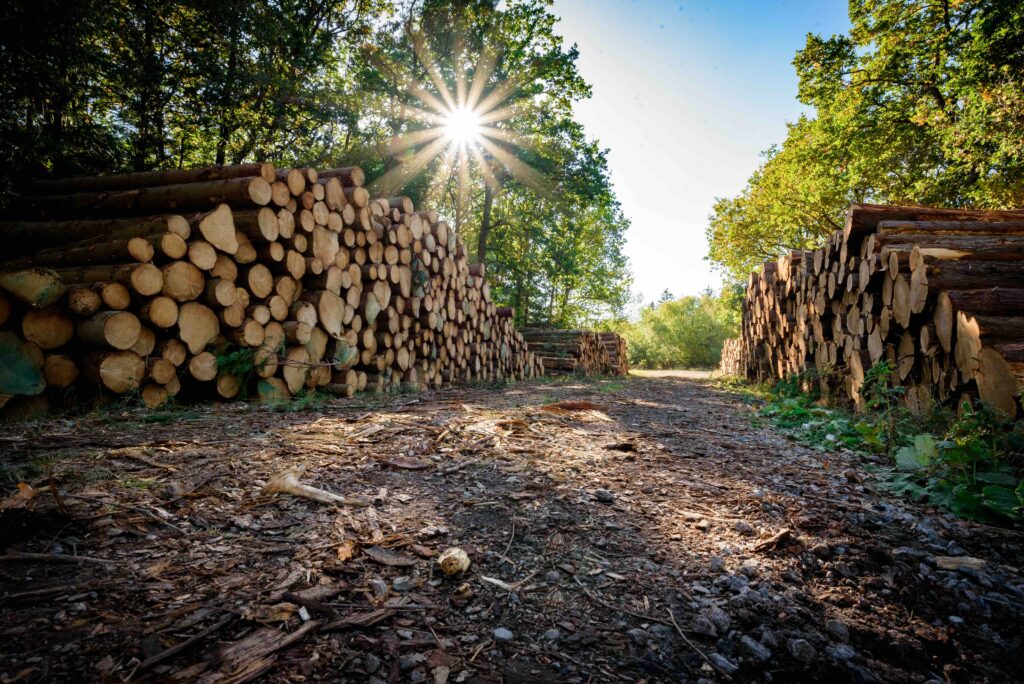 stacks of logs with sun shining through trees