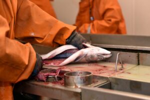 Salmon in fish processing plant