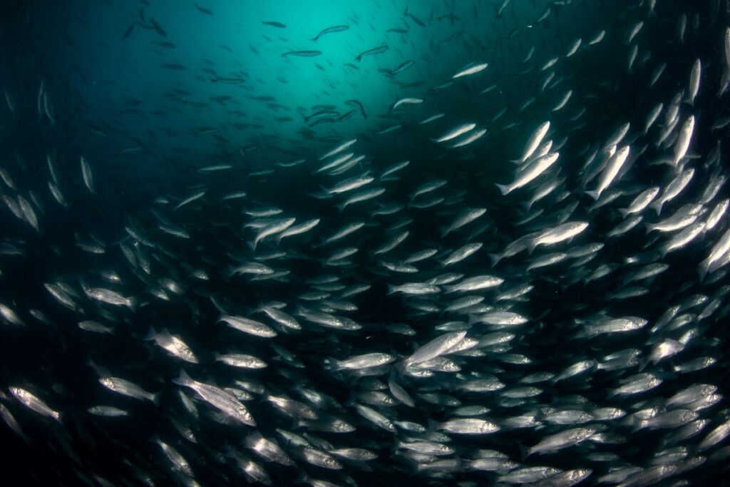 European sea bass will continue to be happier in the Mediterranean than in the north Atlantic