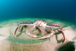 Snow crab