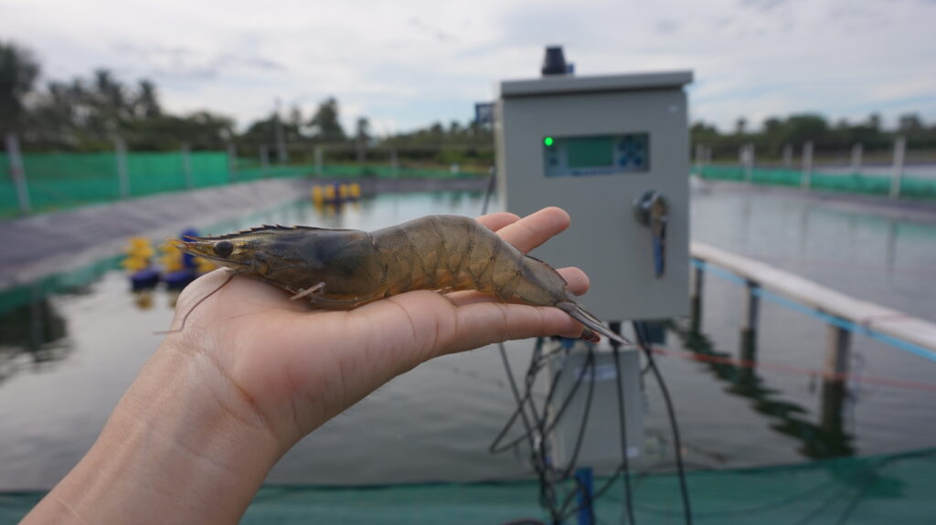 Shrimp. HydroNeo's R&D farm