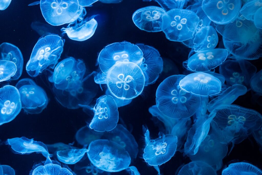 Jellyfish