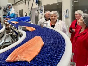 Erna Solberg visits a fish processing plant