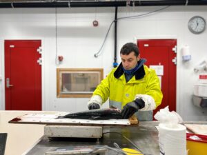 Institute scientist Angelico Madaro takes samples of farmed salmon after a jellyfish operation in the facility at the research station in Austevoll