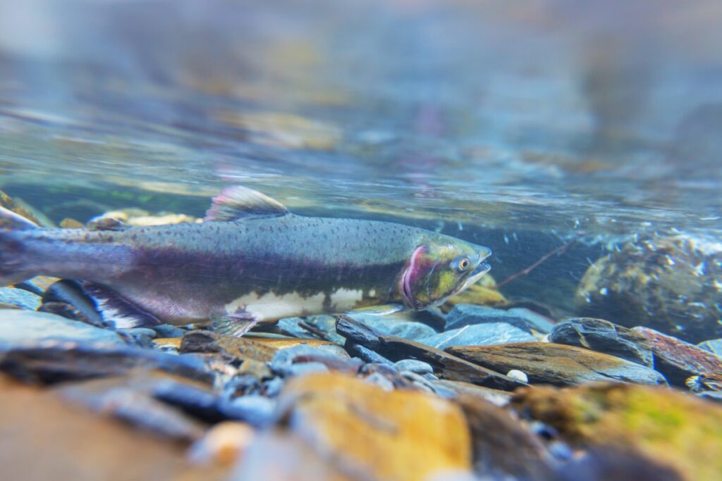 Campaigners say fish farming is to blame for wild salmon decline – but can produce little evidence