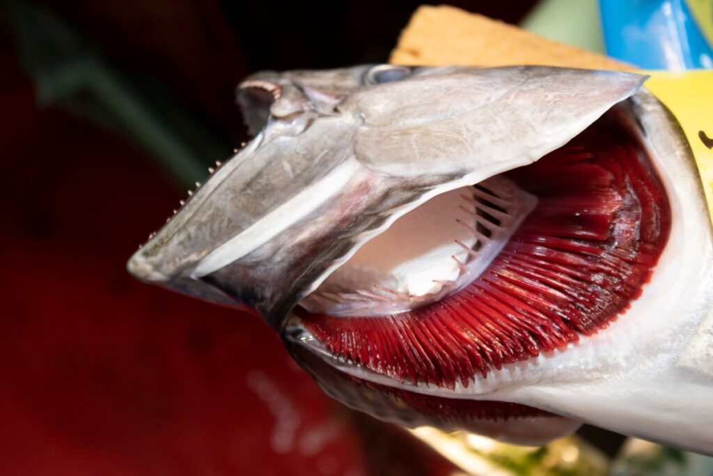 Salmon with gills exposed