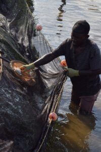 Farm pond with fingerling net