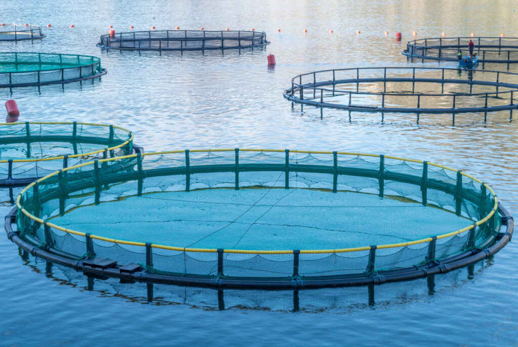 Fish farm cages