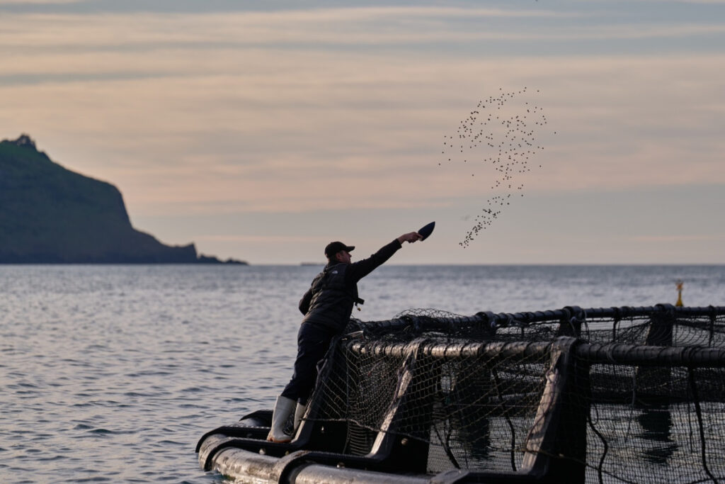 New Zealand’s Akaroa King Salmon has become the first king salmon producer globally to adopt the innovative Blue Impact feed program developed by BioMar