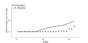 Mowi lice modelling graphic: Etive post-smolt lice counts predicted and observed weeks 1-22 2024