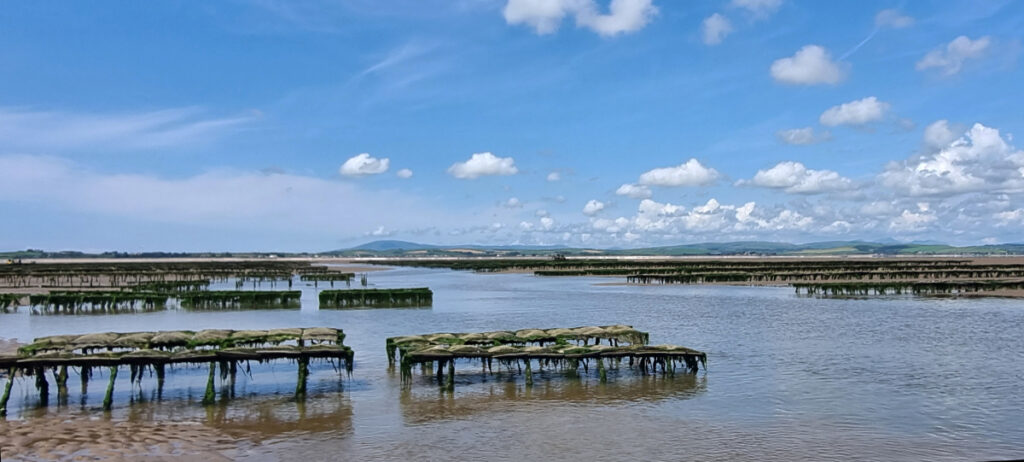 oyster farm on sand at low tide