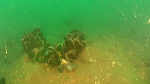 Mussels on the seabed