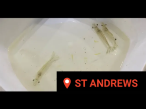 St Andrews Youtube video thumbnail