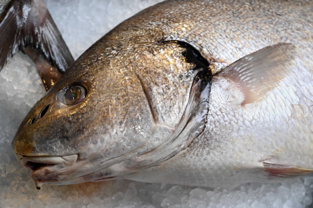 fish head on ice