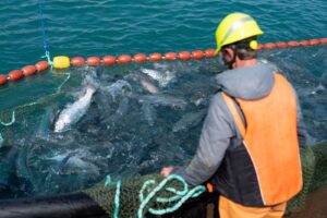 Fish farm worker with salmon